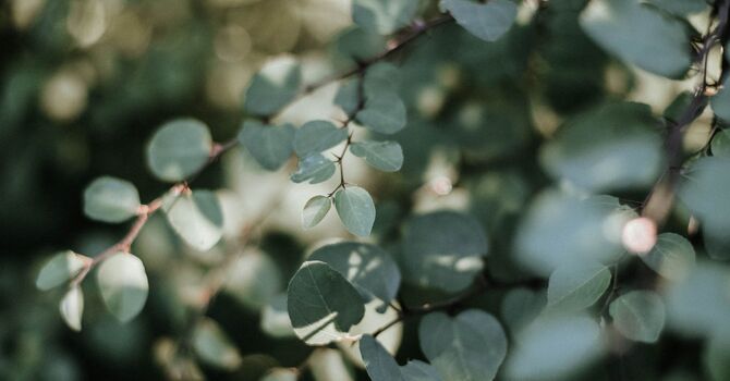 Speech-Language Pathologist